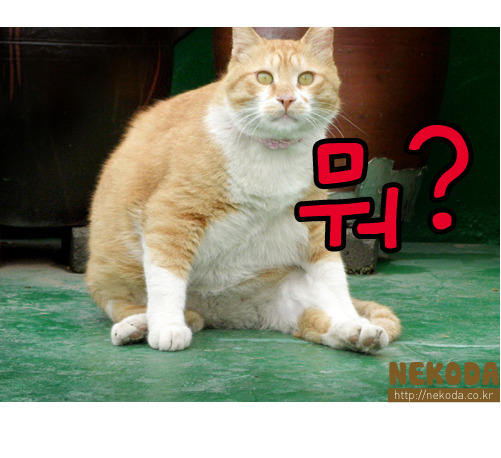 그루밍 이미지